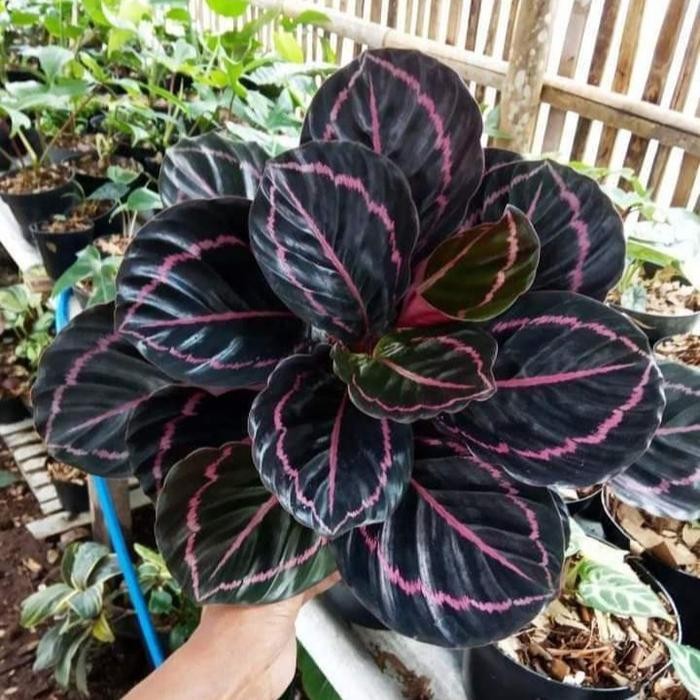 tanaman calathea black lipstik dewasa