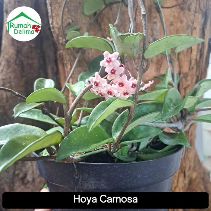 tanaman hoya carnosa