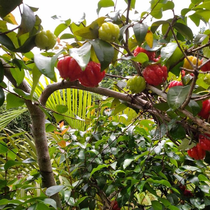 Pohon bonsai dewandaru //buah siyanto tinggi 2meter