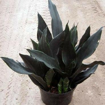 Sansevieria Trifasciata Black Robusta - Sansivera