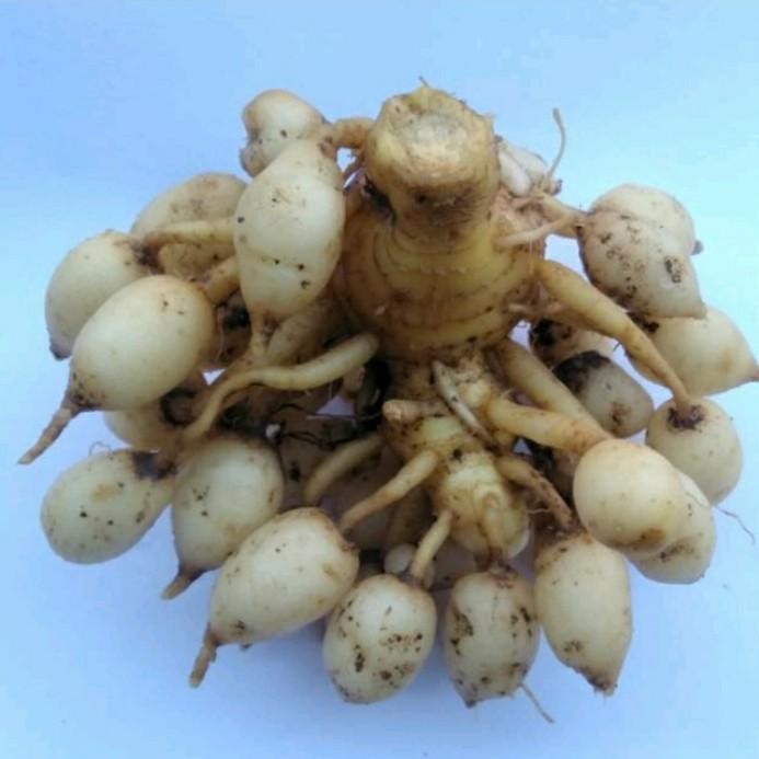 

Terlaris Induk Kunyit Putih,Temulawak,Temu Kunci,Kencur,Jahe Merah Emprit Gajah