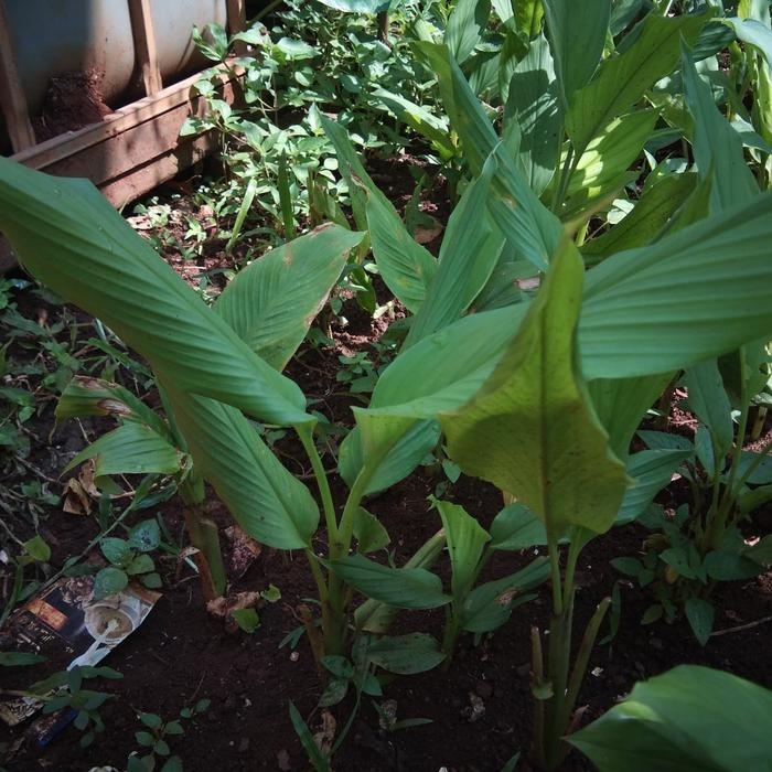 

Terlaris Tanaman Herbal Kunyit/Pohon Kunyit