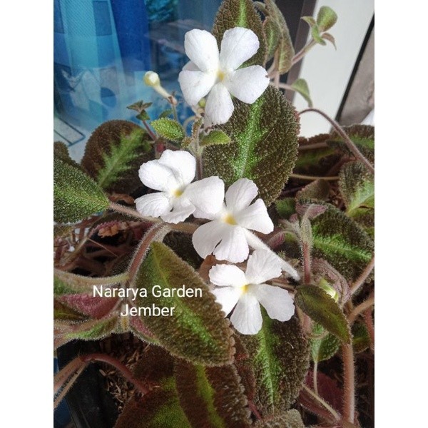 Episcia Import Blue Nile Bunga Putih Sehat Ekonomis