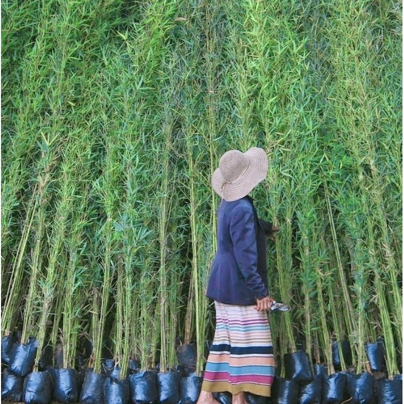 Bibit Tanaman Hias Bambu Cina Hijau