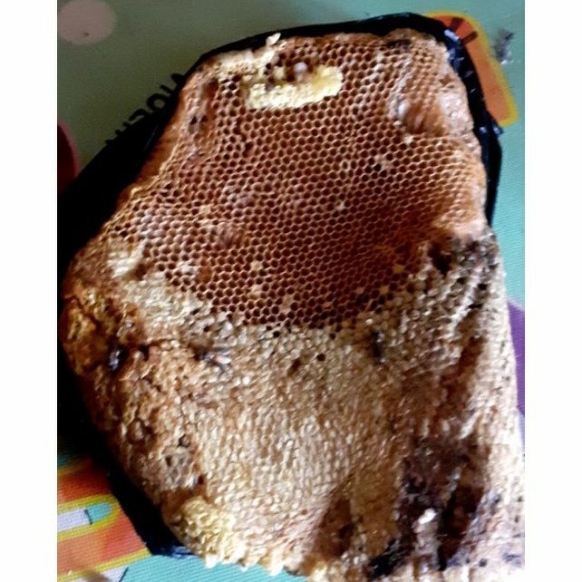 

Sensasi Lezat Larva Lebah Madu Asli ( Sarang) Odeng 500G