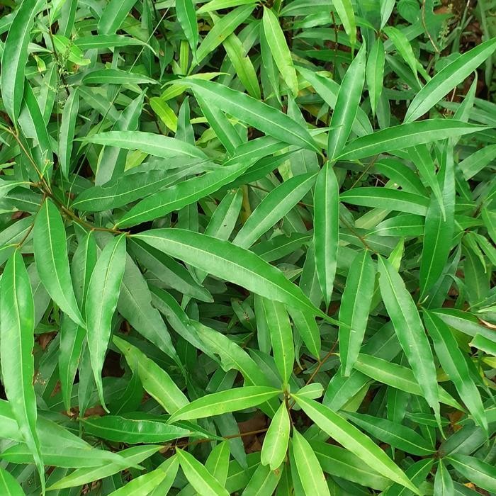 

Bibit Pohon Kilemo- Tanaman Hutan Lemo - Litsea Cibuba L