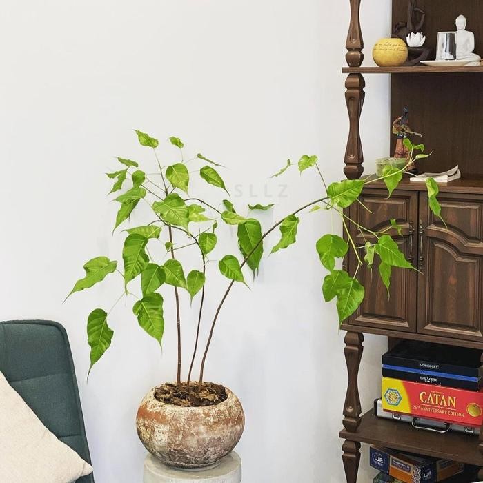 

Bibit Tanaman Bodhi / Ara Suci (Ficus religiosa) Asli