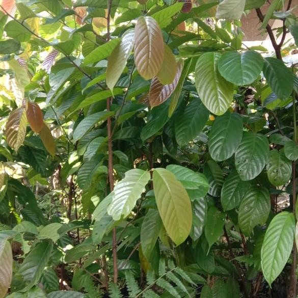 

Bibit Pohon Kayu Ulin Asli - Tanaman Kayu Ulin LANGKA