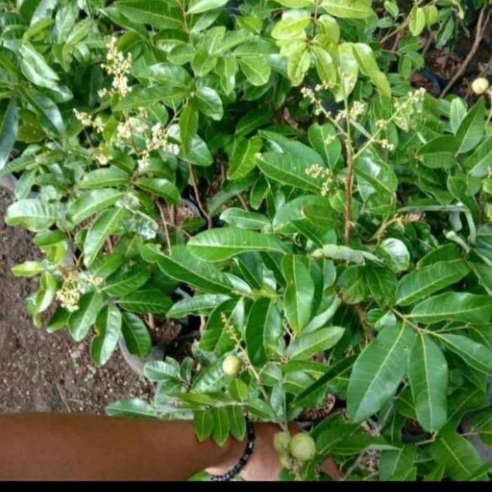 

Bibit Tanaman Buah Kelengkeng Matalada Sudah Berbunga