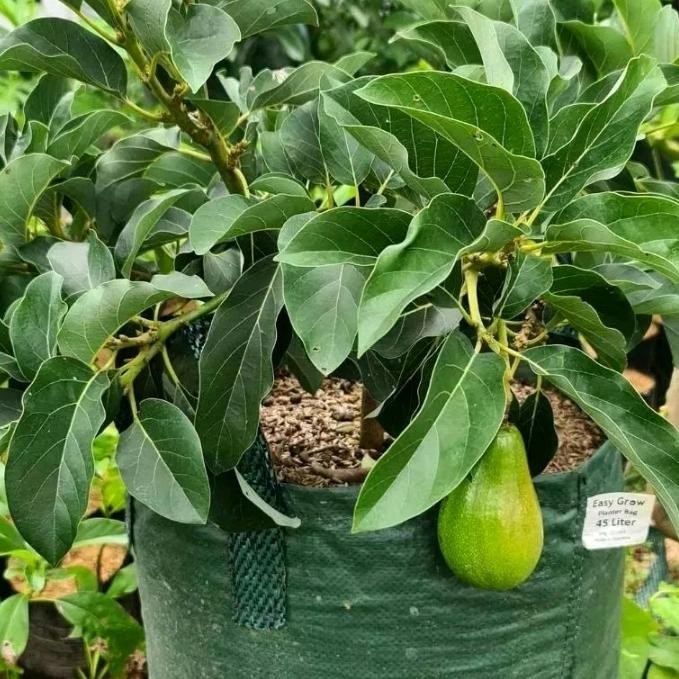 

Tanaman bibit buah alpukat polibak besar