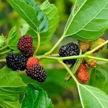 

Bibit Tanaman Blackberry - Pohon Murbey - Bibit Tanaman Buah Murbei