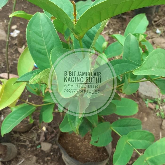 

Bibit Tanaman Jambu Air Kancing Putih