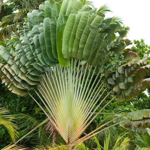 

Tanaman Hias Pisang kipas Bibit berkulitas