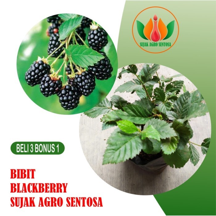 

Bibit Buah Tanaman Blackberry