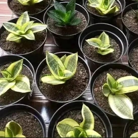 

bibit tanaman sensivera mini golden