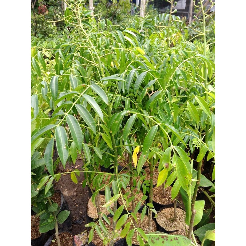 

Bibit Buah Tanaman Kedondong