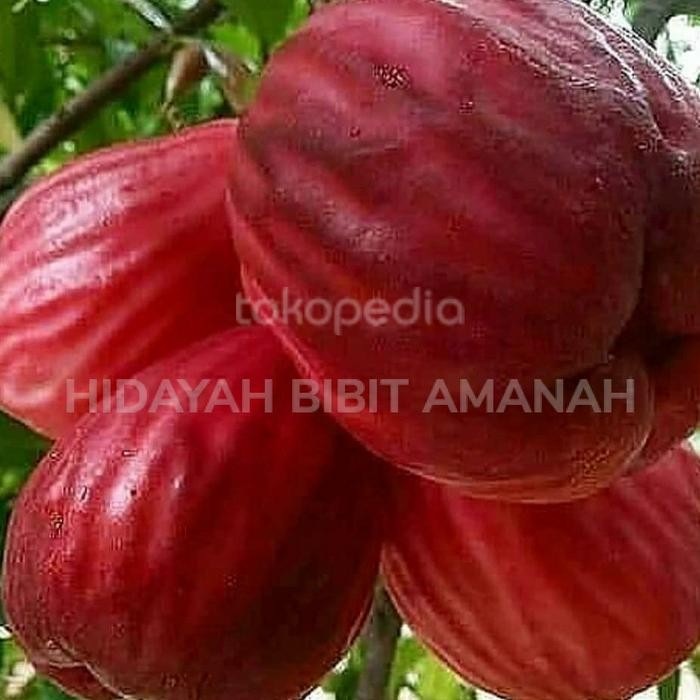 

bibit tanaman jambu jamaika okulasi