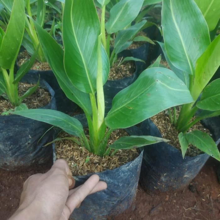 

Bibit Tanaman Hias pisang Kipas