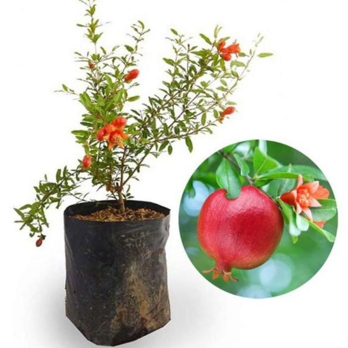 

Bibit Tanaman Buah Delima Mini