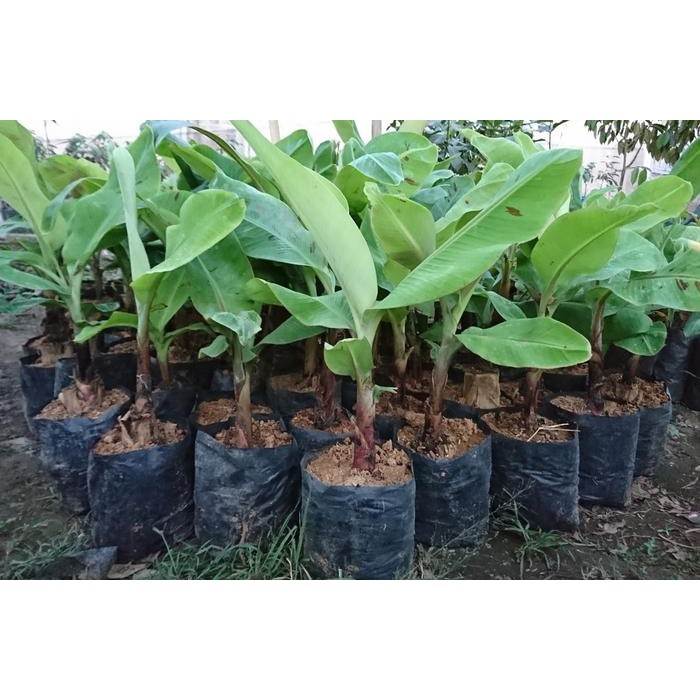 

Bibit Buah Tanaman Pisang Cavendish
