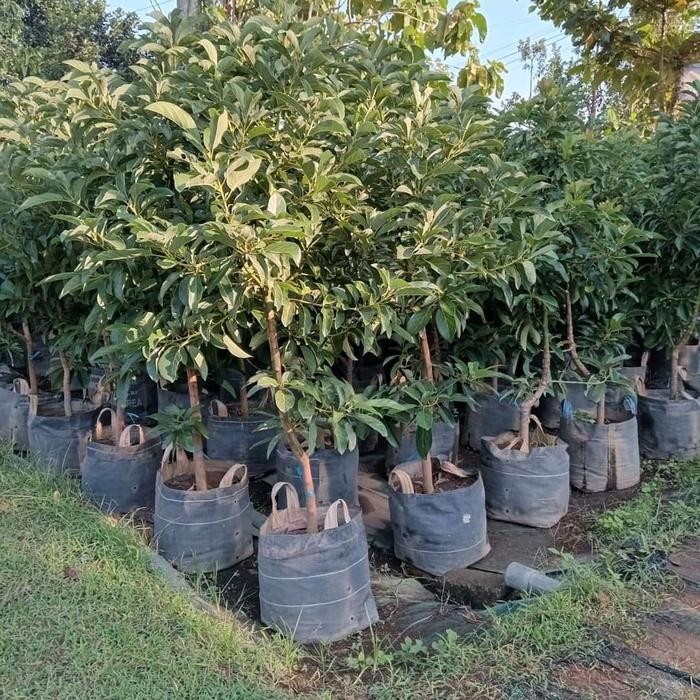 

bibit tanaman alpukat aligator jumbo batang besar asli