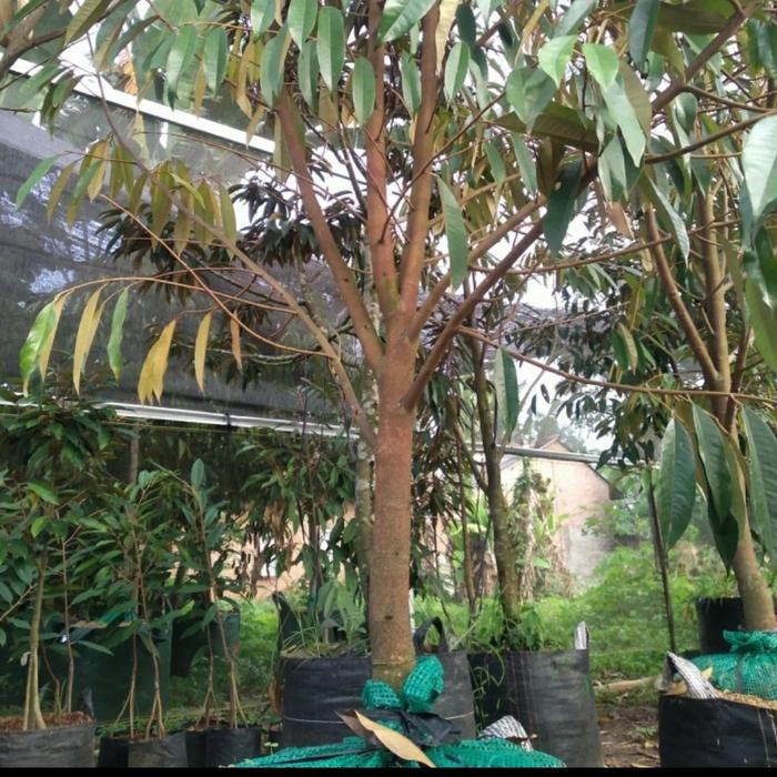 SIAPKIRIM Bibit Taan Pohon Durian Bawor 2 Meter-Pohon Durian ng Besar READY STOCK