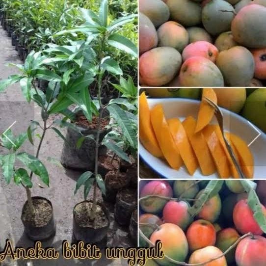 ASLI Bibit mangga gedong gincu majalengka mangga gedong gincu okulasi taan buah READY STOCK