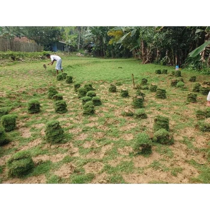 (Allthebest) rumput jepang per meter