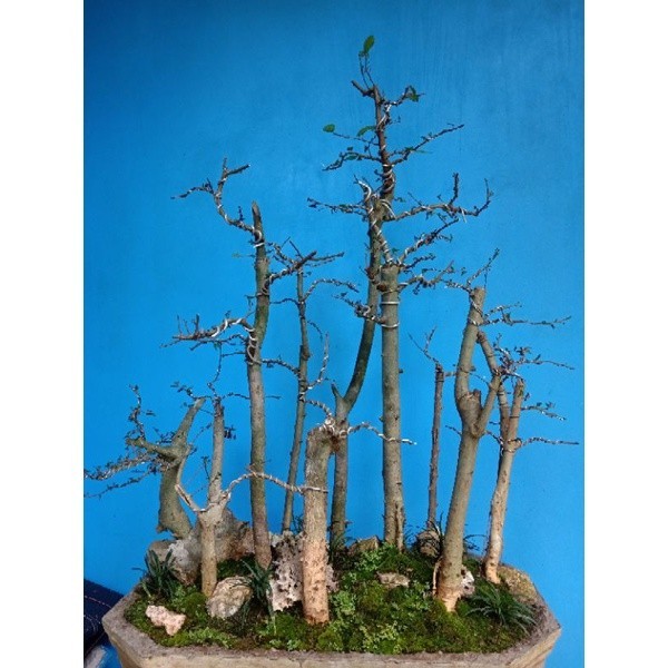 Bonsai Bonsai Serut Grouping Bonsai Serut