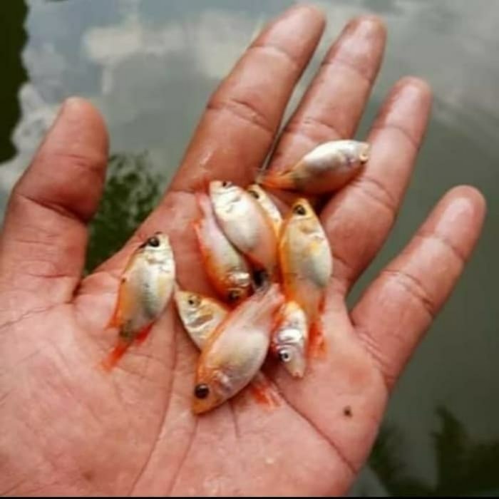 (Allthebest) bibit ikan nila bangkok merah