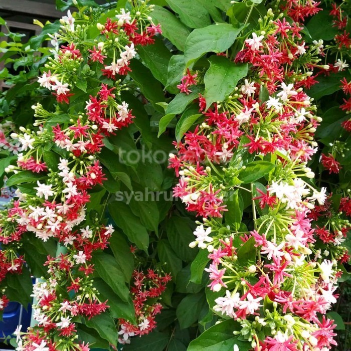 (Allthebest) tanaman merambat melati Belanda bunga tumpuk