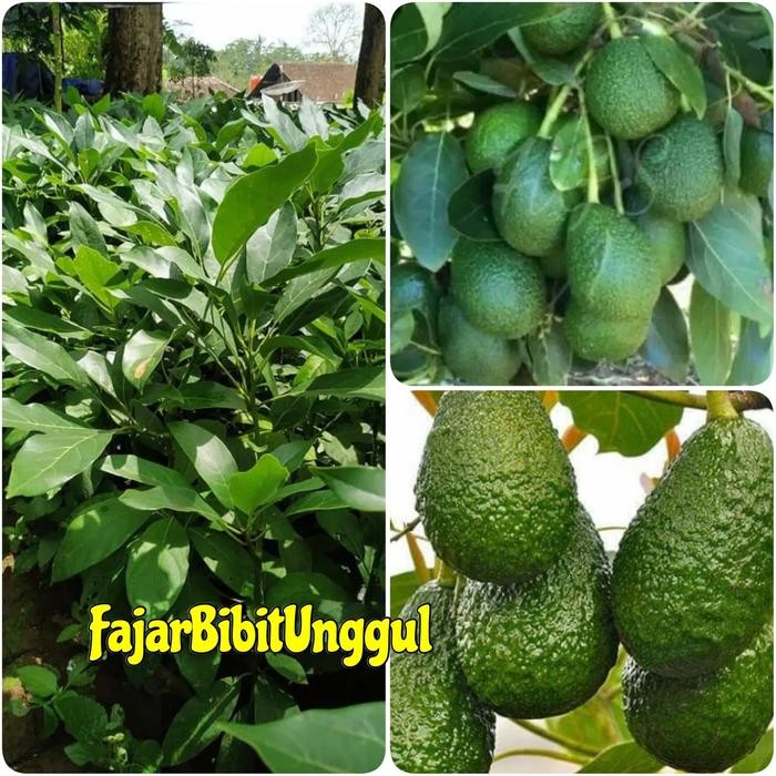 ASLI bibit taan buah alpukat hass Australia READY STOCK