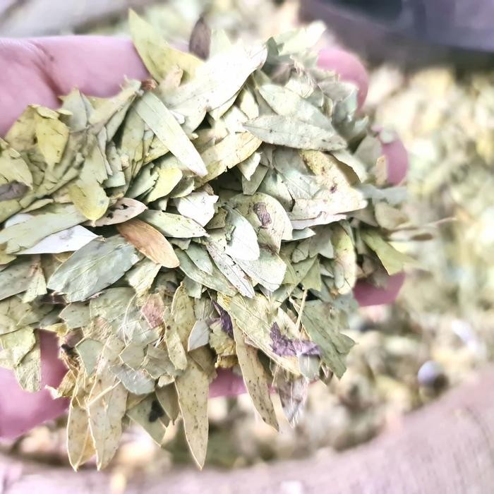 

TERMURAHH!! Daun Jati Cina / Teh Daun Jati Cina Asli Dan Murni , Kemasan 1kg