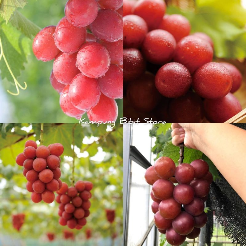 Bibit Anggur Import Ruby Roman Garansi Valid
