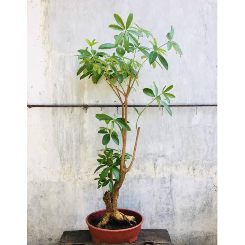 Pohon Pule Bahan Bonsai atau Teduh/ Rindang depan rumah