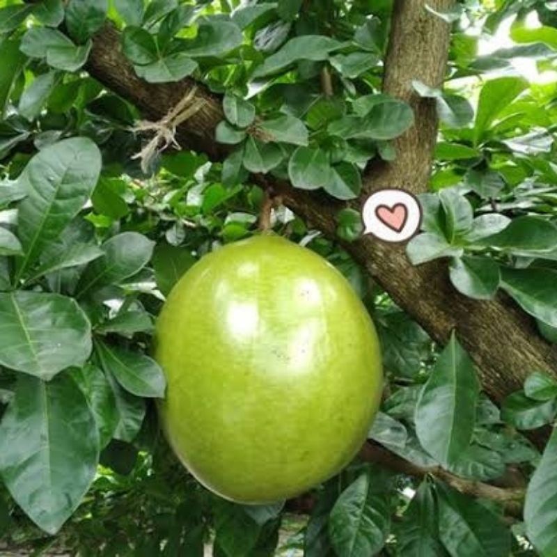 DAUN BUAH MAJAPAHIT SEGAR 1 KG [fresh]