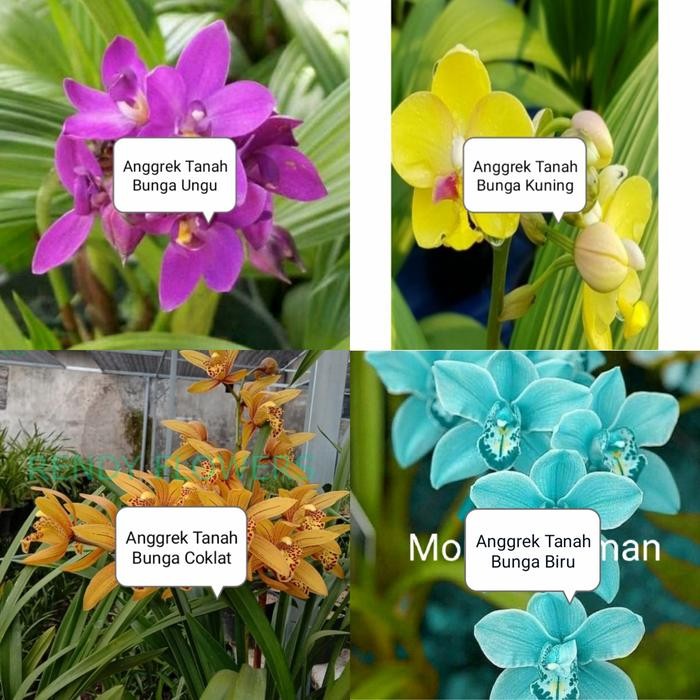 Tanaman Hias Jenis 4 Paketan Anggrek Tanah - Tanaman Hidup Terlaris