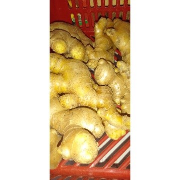 

JAHE KILOAN UKURAN 1 ONS.