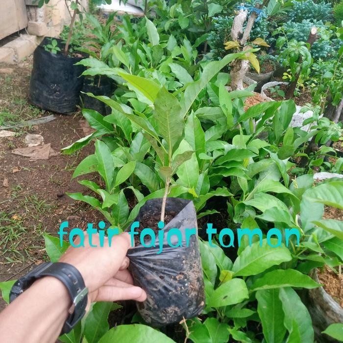 Paket 3 Tanaman Bunga Kantil Putih Merah Kuning / Bunga Cempaka -Bibit