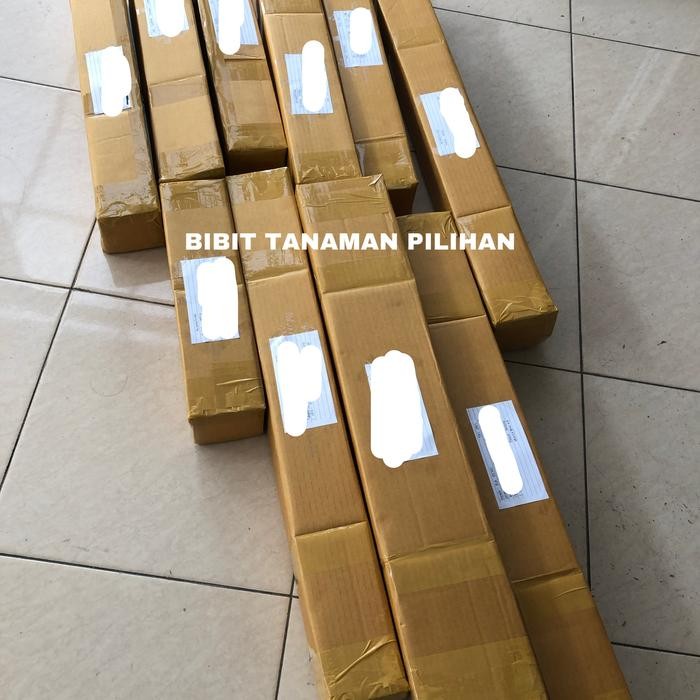 Bibit Tanaman Hoya Kerii Splash Hoya Love Tanaman Indoor 2-3 Daun