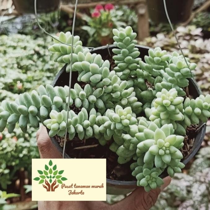 tanaman hias air mata bunda / tanaman gantung / tanaman indoor Kode 399