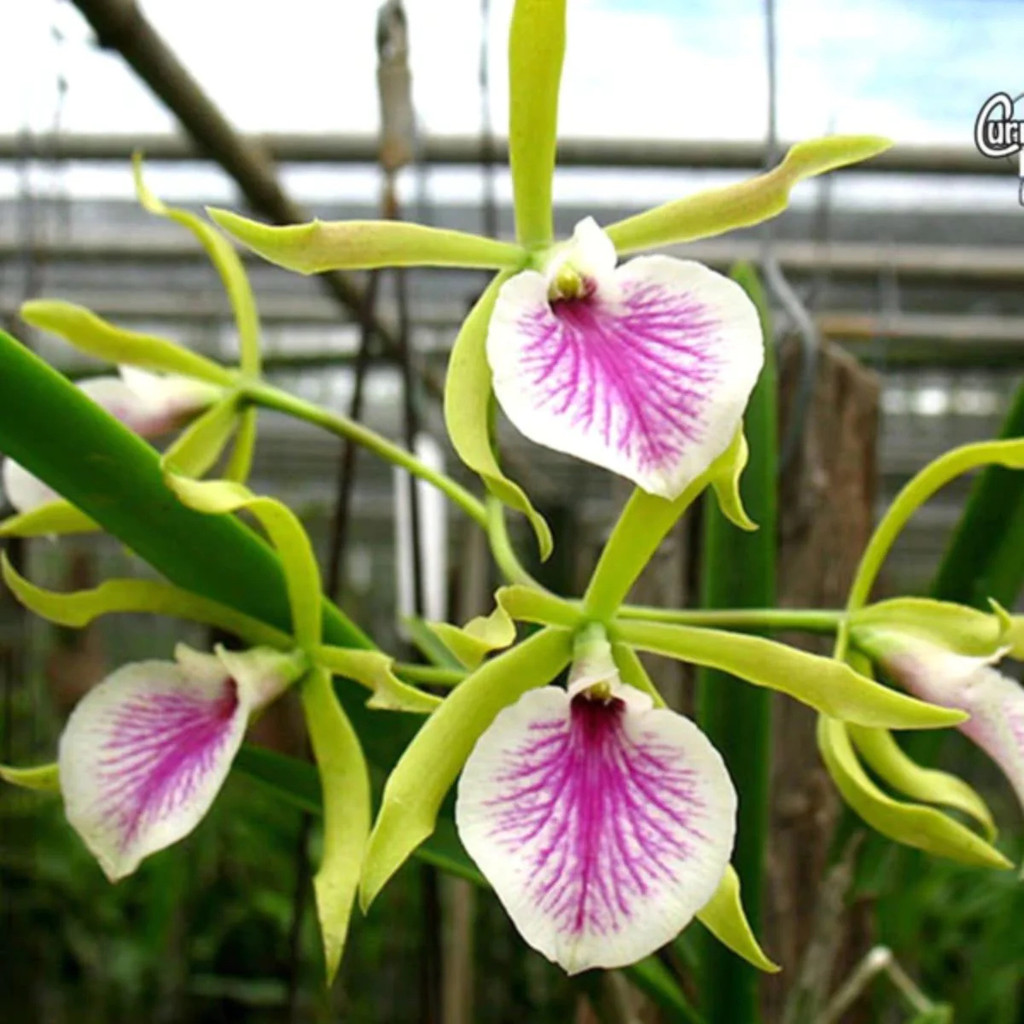 Anggrek Jairak Kiss CATTLEYA TAIWAN remaja / dewasa (sudah berbunga berkali-kali) - BUMI ORCHIDS
