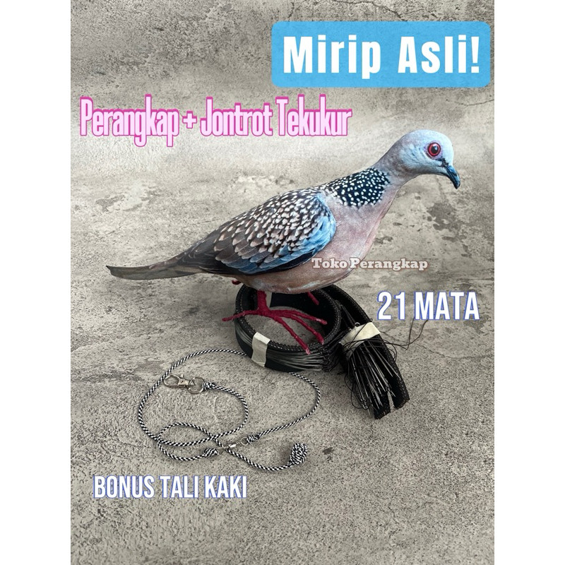 Jebakan Perangkap Burung Tekukur Dekukur / Burung Balam