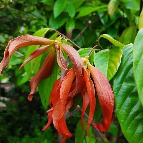 Tanaman Bibit Langka Kenanga Merah