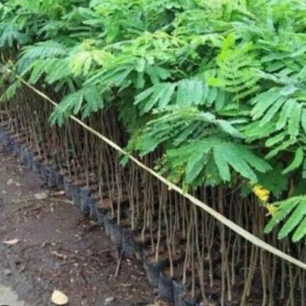 10 Bibit Tanaman Sengon/Pohon Sengon