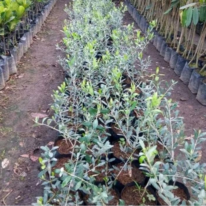 Bibit Zaitun Tanaman Zaitun