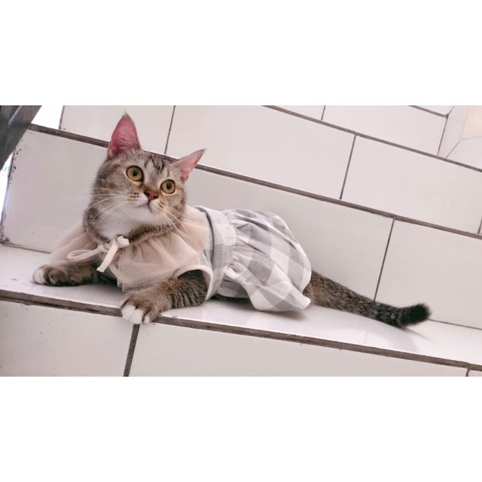 Baju Dress Kucing Betina Lucu