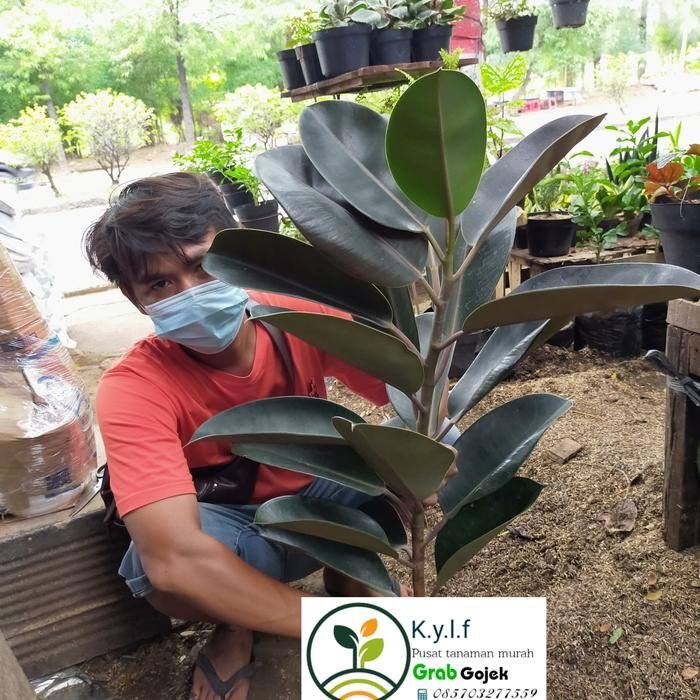 tanaman hias karet kebo / karet kebo ficus elastica maroon + pot tawon