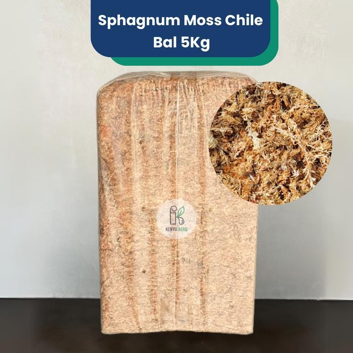 KENYU AGRO Sphagnum Moss Chile 5kg / Media Tanam Anggrek / Kultur Jaringan Tanaman by Kenyu Store