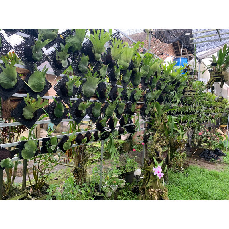 Flowersbloom Platycerium Wandae Atau Simbar Menjangan Wandae Spesies Papua